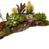 side angle view succulent arrangement