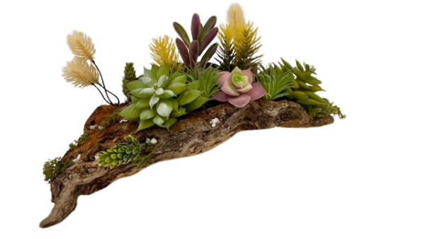 side angle view succulent arrangement