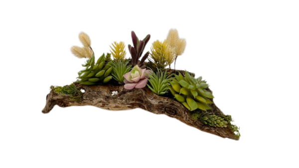 side angle view succulent arrangement