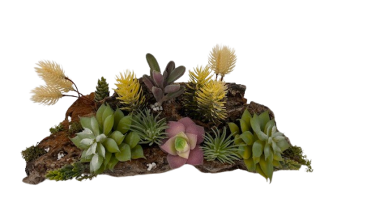 shoreline succulentopia garden top