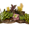 front view shoreline succulentopia