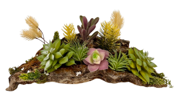 front view shoreline succulentopia