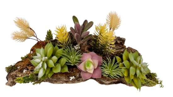 shoreline succulentopia garden front view top