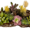 shoreline succulentopia desert scene