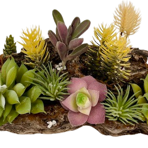 shoreline succulentopia desert scene